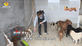 女子一年花15万收养16只流浪狗，父亲：女儿养狗不养爹