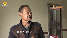 女子一年花15万收养16只流浪狗，父亲：女儿养狗不养爹