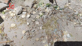 哈尔滨街头出现很多会跳的“叶子”，到底是啥？对人体有害吗？