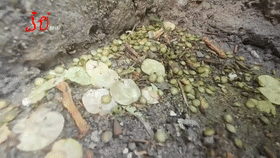 哈尔滨街头出现很多会跳的“叶子”，到底是啥？对人体有害吗？