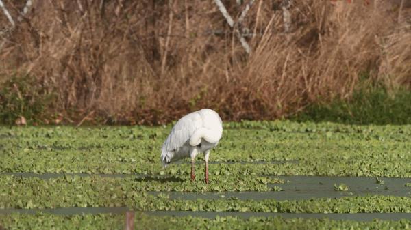 杭州一别墅外，每晚怪叫声不断！屋主：快半个月了…
