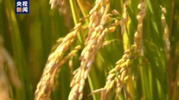 袁隆平海水稻团队在岳普湖县扩种海水稻