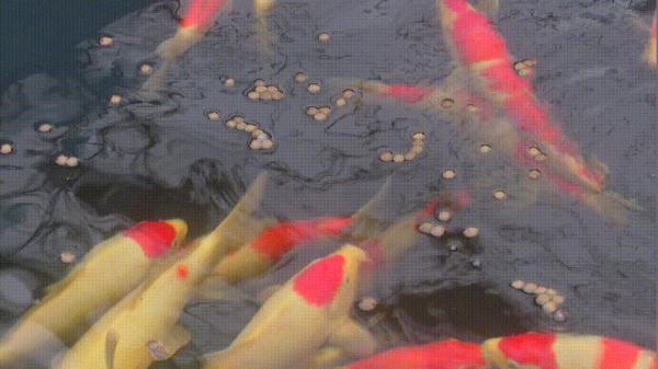 开眼界!一条鱼,卖了7万元 开眼界!一条鱼,卖了7万元