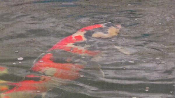 开眼界!一条鱼,卖了7万元 开眼界!一条鱼,卖了7万元