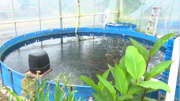 开眼界!一条鱼,卖了7万元 开眼界!一条鱼,卖了7万元