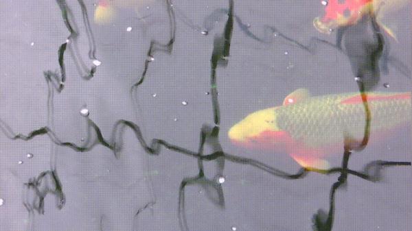 开眼界!一条鱼,卖了7万元 开眼界!一条鱼,卖了7万元