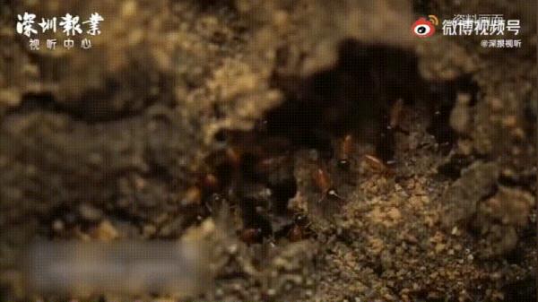 又到白蚁高发期！“拆家”的白蚁如何预防？快收藏→