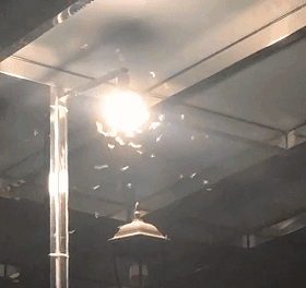 又到白蚁高发期！“拆家”的白蚁如何预防？快收藏→