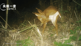 鹿科动物竟能发出这样的叫声？快看看你认识它吗