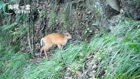 鹿科动物竟能发出这样的叫声？快看看你认识它吗