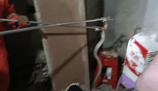 警惕!蛇虫出没!一家门诊近期接诊近百人 警惕!蛇虫出没!一家门诊近期接诊近百人