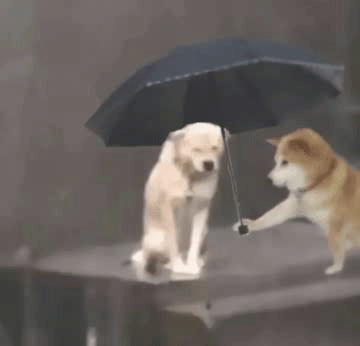大风+大雨+雷电！厦门发布暴雨红色预警！警惕强对流天气……
