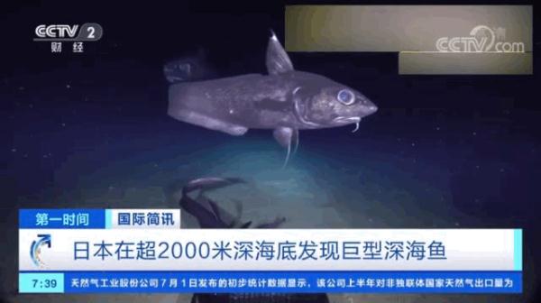深紫色!超2000米深海底发现巨型深海鱼,长这样 深紫色!超2000米深海底发现巨型深海鱼,长这样