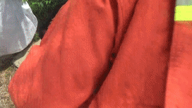 蓝朋友上演蛇口夺鸡! 蓝朋友上演蛇口夺鸡!