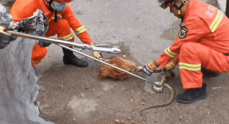 蓝朋友上演蛇口夺鸡! 蓝朋友上演蛇口夺鸡!