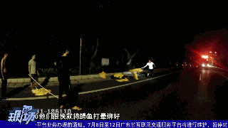 广东一路边悠闲散步的3米长大鳄鱼，究竟哪来的？有答案了