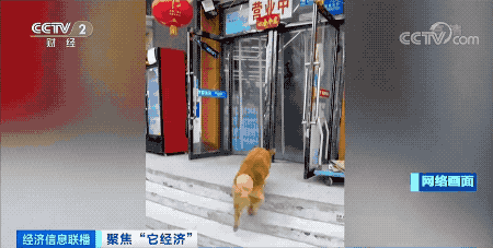 我国养猫人群数超过养狗人群,网友:猫派大胜利! 我国养猫人群数超过养狗人群,网友:猫派大胜利!