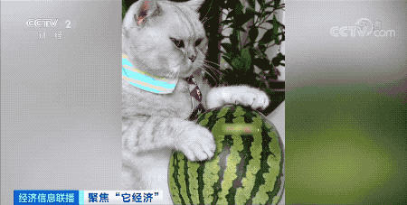 我国养猫人群数超过养狗人群,网友:猫派大胜利! 我国养猫人群数超过养狗人群,网友:猫派大胜利!