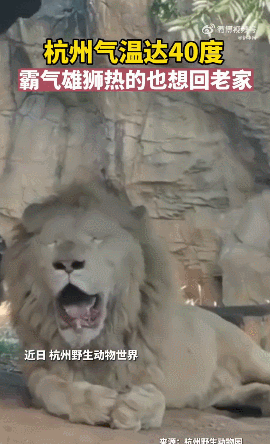 “包邮区”的非洲狮热得想回老家 昆明人却在暗喜：夏天终于来了