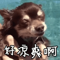 “包邮区”的非洲狮热得想回老家 昆明人却在暗喜：夏天终于来了