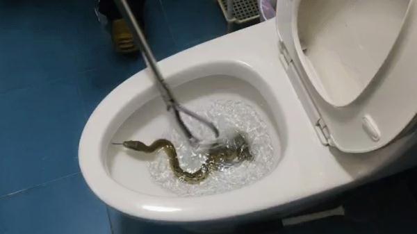吓人!上厕所时马桶内钻出一条大蛇! 吓人!上厕所时马桶内钻出一条大蛇!