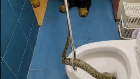 吓人!上厕所时马桶内钻出一条大蛇! 吓人!上厕所时马桶内钻出一条大蛇!