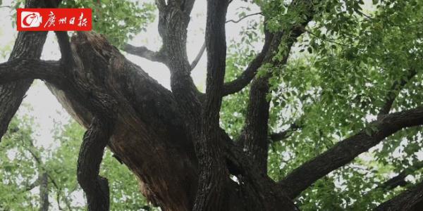 广州这里有棵“树坚强”，裂成数瓣后奇迹复活