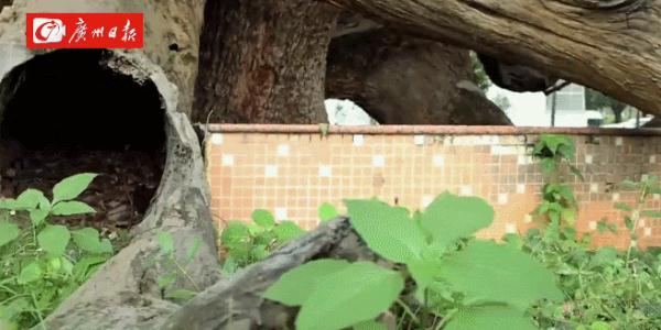广州这里有棵“树坚强”，裂成数瓣后奇迹复活