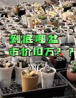 上海一盆市价10万的多肉被偷，网友评论炸锅了！真有这么贵吗？