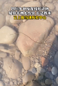 热搜第一!吓到全网的这个虫子,官方解释来了 热搜第一!吓到全网的这个虫子,官方解释来了