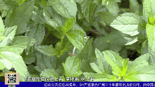 吓人！这里一公交站布满这种虫，街坊看了心惊惊…