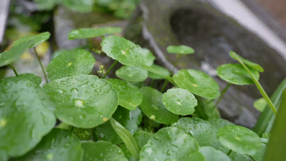 雨马上到！济宁大雨局部暴雨或大暴雨