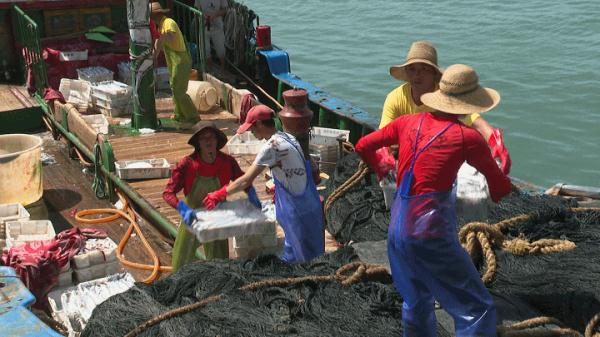 鲜!正大量上岸!福州人最爱! 鲜!正大量上岸!福州人最爱!