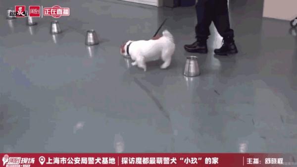 我们不是童工！缉毒犬“小玖”告诉你，杰克罗素梗又萌又飒