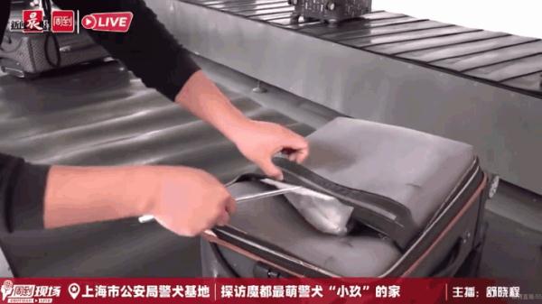 我们不是童工！缉毒犬“小玖”告诉你，杰克罗素梗又萌又飒