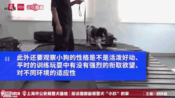 我们不是童工！缉毒犬“小玖”告诉你，杰克罗素梗又萌又飒