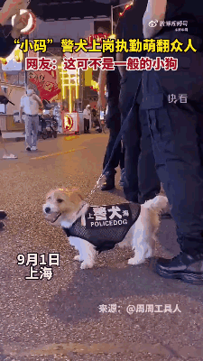 我们不是童工！缉毒犬“小玖”告诉你，杰克罗素梗又萌又飒