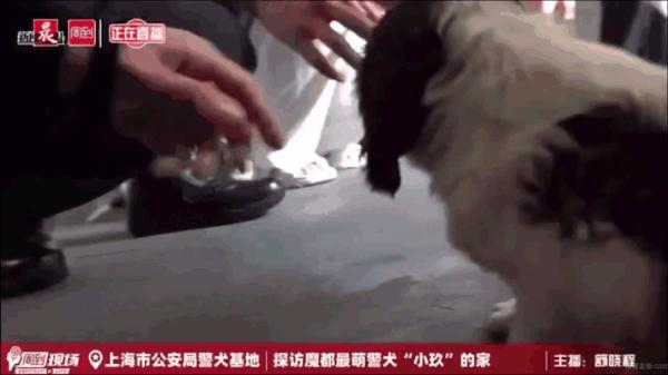 我们不是童工！缉毒犬“小玖”告诉你，杰克罗素梗又萌又飒