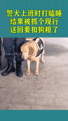 我们不是童工！缉毒犬“小玖”告诉你，杰克罗素梗又萌又飒