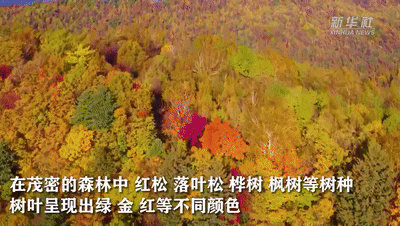 网友脱口而出：“树树皆秋色，山山唯落晖”！