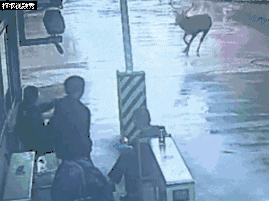 真·迷鹿！300斤壮硕雄鹿误闯嘉定葡萄园？已被妥善安置！