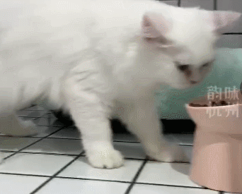 “我肿瘤晚期，只能送它来打工！”这个遗弃猫咪的人，让网友破防