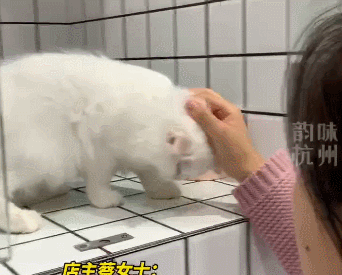 “我肿瘤晚期，只能送它来打工！”这个遗弃猫咪的人，让网友破防