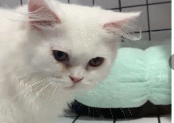 “我肿瘤晚期，只能送它来打工！”这个遗弃猫咪的人，让网友破防