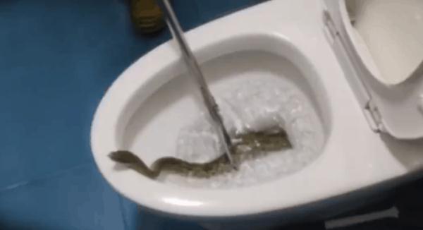 深秋频现“蛇出没”，“波浪”蛇、“大胖”蛇、“赏花”蛇…