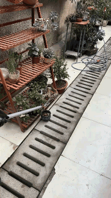 深秋频现“蛇出没”，“波浪”蛇、“大胖”蛇、“赏花”蛇…