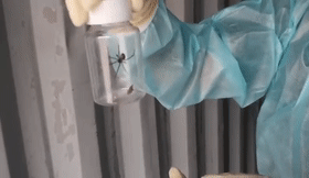 截获！毒性比响尾蛇强10倍