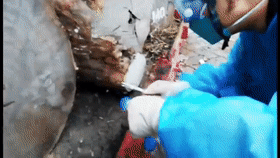 截获！毒性比响尾蛇强10倍