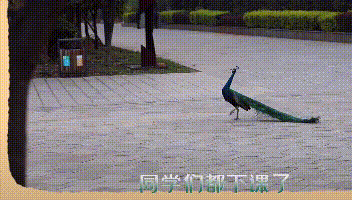 这回云南人真的解释不清楚了…… 这回云南人真的解释不清楚了……