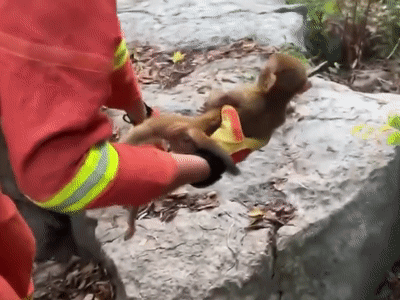 广西一只小猴子被卡石缝无法脱身,前来救它的是…… 广西一只小猴子被卡石缝无法脱身,前来救它的是……